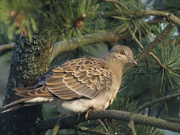 Idänturturikyyhky, Oriental Turtle Dove, Streptopelia orientalis
